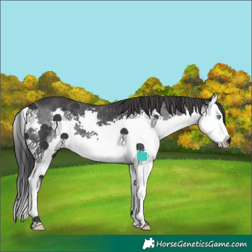 Horse Color:Black Sabino Splash