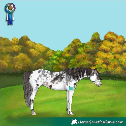 Horse Color:Brown Sabino Splash Blanket 