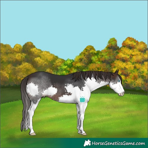 Horse Color:Brown Splash Varnish