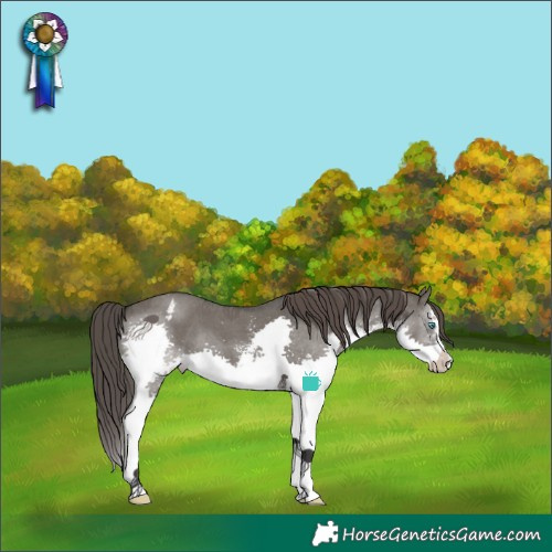 Horse Color:Grullo Sabino Splash Varnish