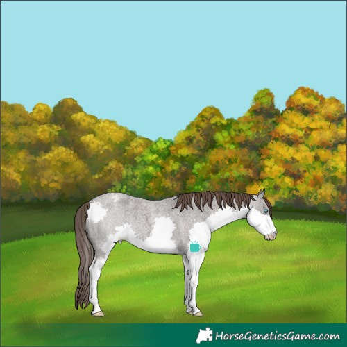 Horse Color:Grullo Roan Splash Varnish