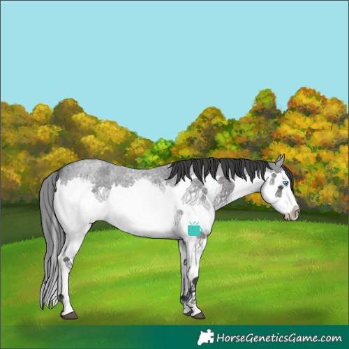 Horse Color:Blue Roan Splash