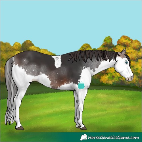 Horse Color:Brown Splash Tobiano
