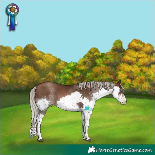 Horse Color:Gray Silver Brown Pearl Splash 