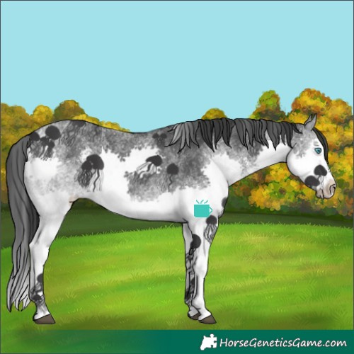 Horse Color:White Spotted Black Splash