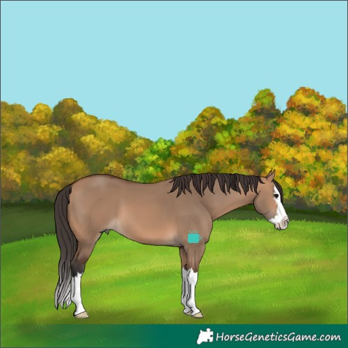 Horse Color:Bay Dun Splash