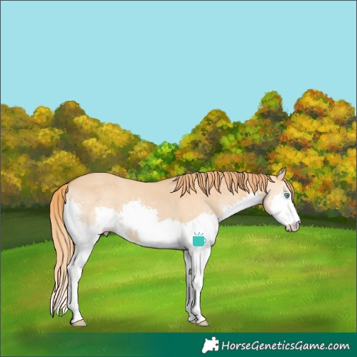 Horse Color:Red Dun Splash 