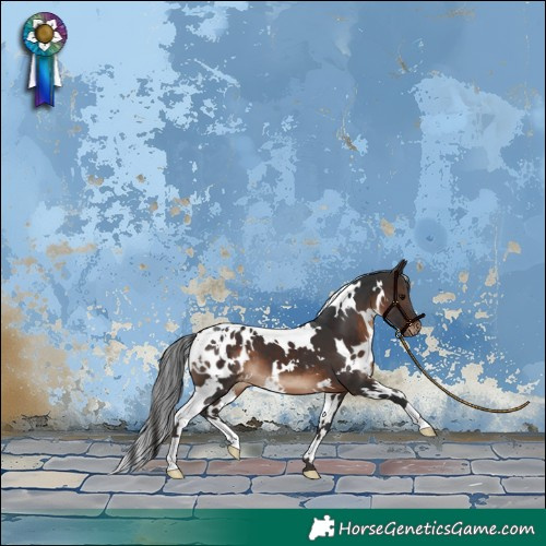 Horse Color:White Spotted Brown Blanket