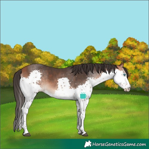Horse Color:Bay Splash