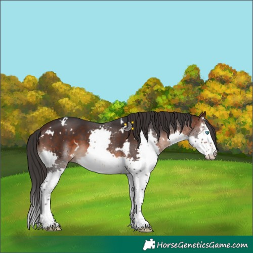 Horse Color:White Spotted Brown Splash 