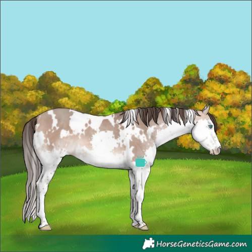 Horse Color:White Spotted Sable Champagne Splash 