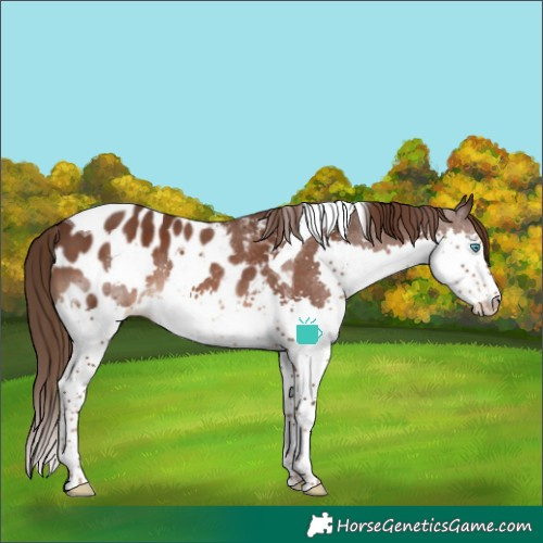 Horse Color:Liver Chestnut Splash Tobiano Blanket