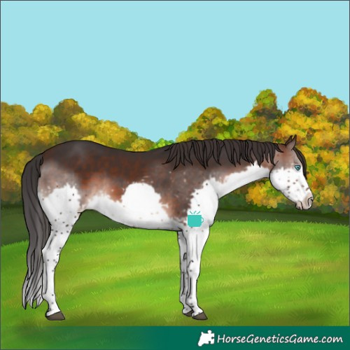 Horse Color:Brown Splash Frame 