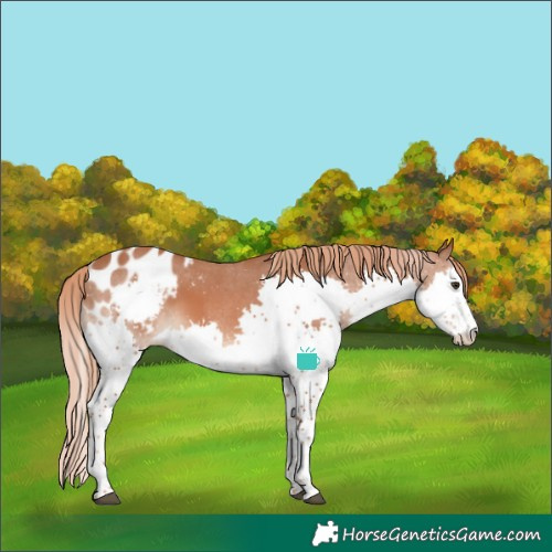 Horse Color:Chestnut Splash Blanket 