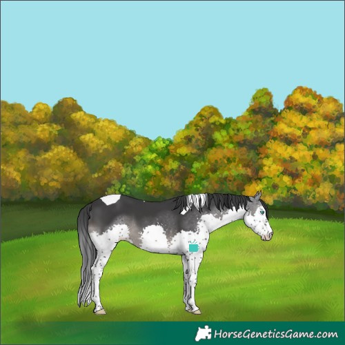 Horse Color:Black Splash Tobiano