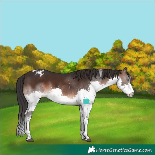 Horse Color:White Spotted Brown Splash 