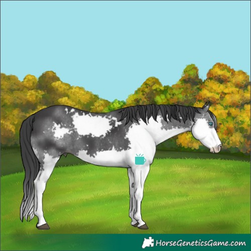 Horse Color:White Spotted Black Splash