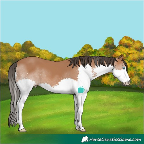 Horse Color:Bay Splash
