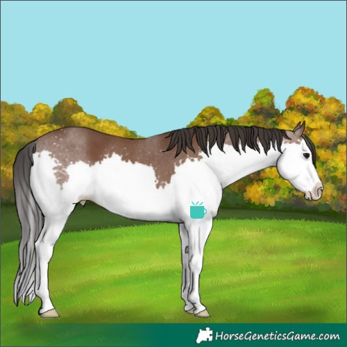 Horse Color:Brown Splash