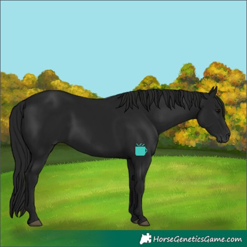 Horse Color:Gray Black 