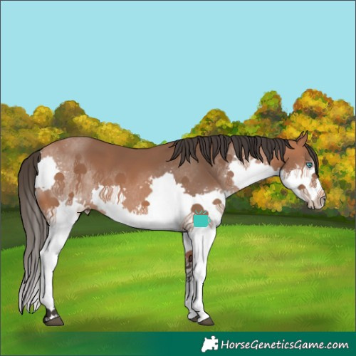 Horse Color:Bay Splash 