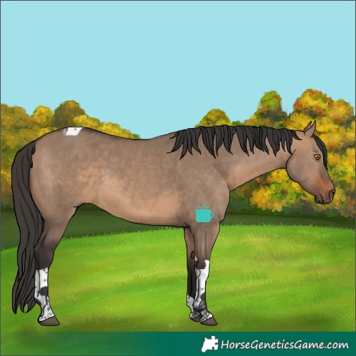 Horse Color:Brown Dun Tobiano