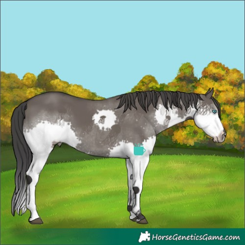 Horse Color:Grullo Splash 