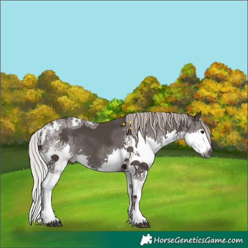 Horse Color:Gray Silver Black Ice Splash