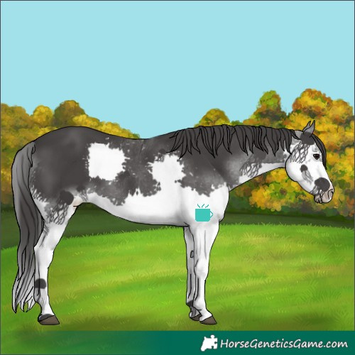 Horse Color:Black Splash