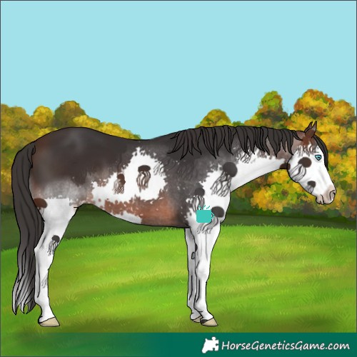 Horse Color:Brown Splash