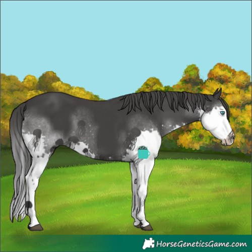 Horse Color:Black Splash