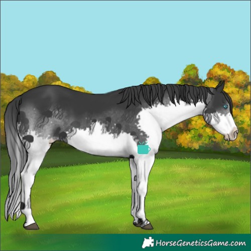 Horse Color:Black Splash 
