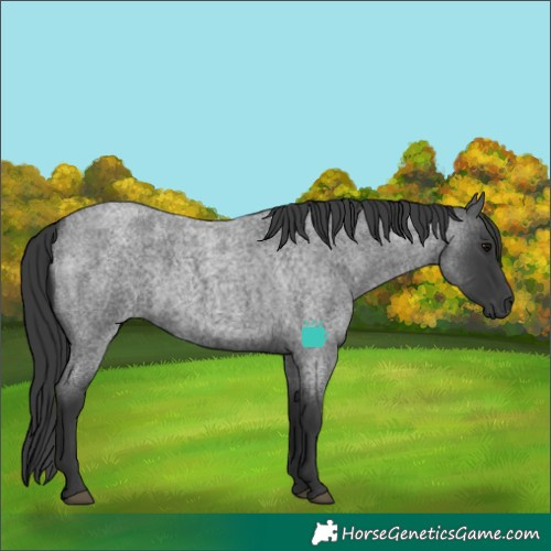Horse Color:Blue Roan 