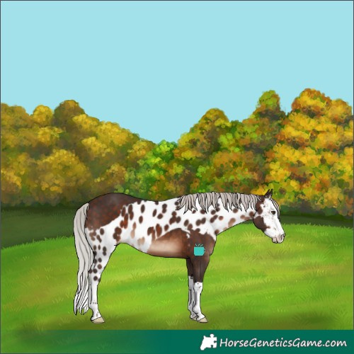 Horse Color:Silver Brown Splash Skewed LP Spotted