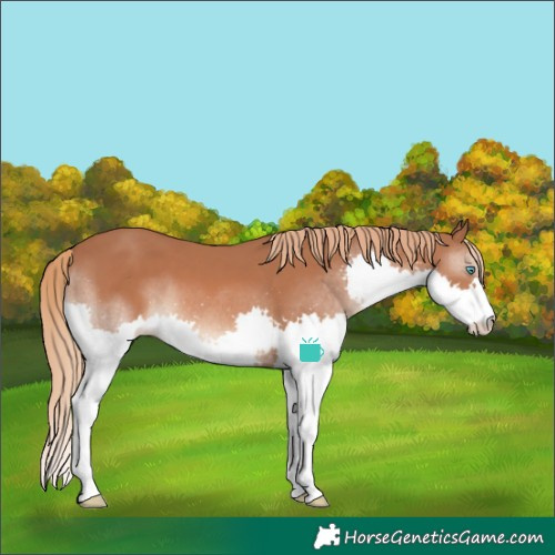 Horse Color:Chestnut Splash