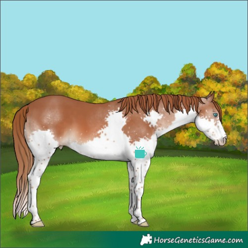 Horse Color:Chestnut Splash 