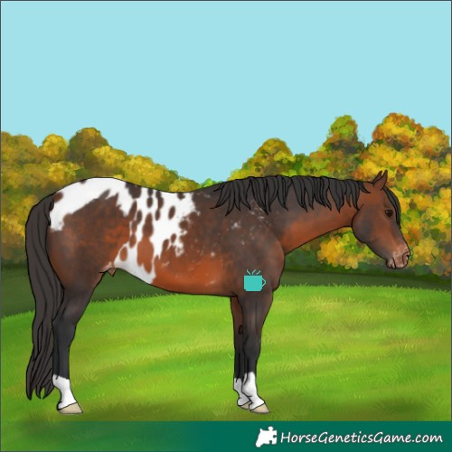 Horse Color:Brown Skewed LP Spotted