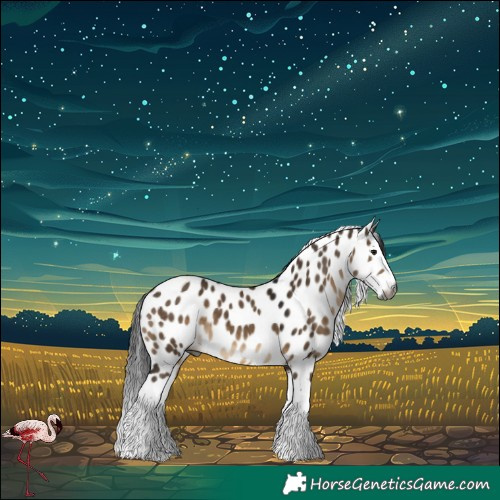 Horse Color:Gray Brown Dun Splash Leopard