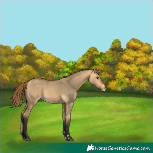 Horse Color:Buckskin Dun Skewed LP Spotted 