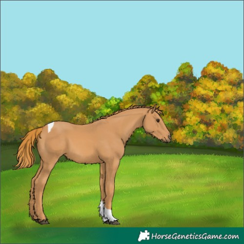 Horse Color:Chestnut Tobiano