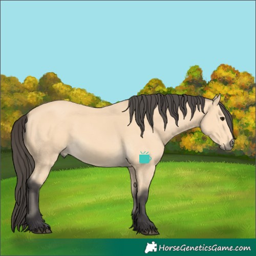 Horse Color:Buckskin 