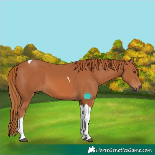 Horse Color:Chestnut Tobiano