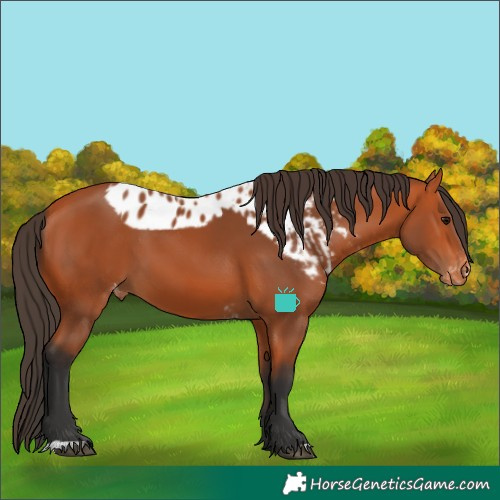 Horse Color:Bay Skewed LP Spotted