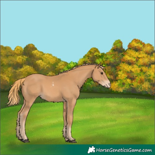 Horse Color:Chestnut Skewed LP Spotted