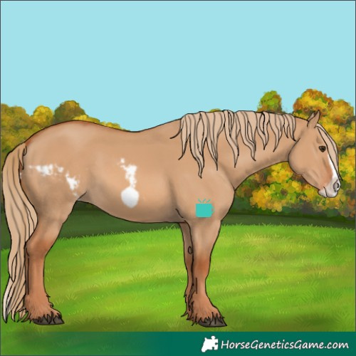Horse Color:Red Dun Frame Skewed LP Spotted 