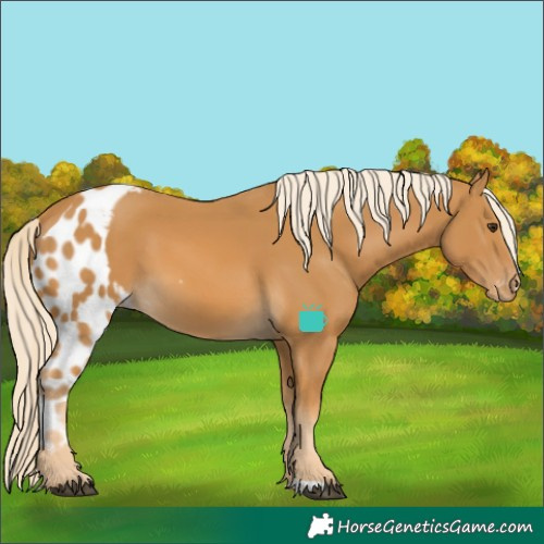 Horse Color:Palomino Skewed LP Spotted 