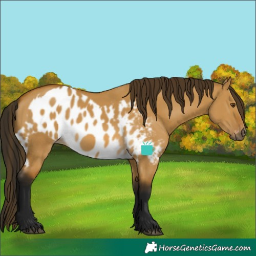 Horse Color:Gray Buckskin Dun Skewed LP Spotted 