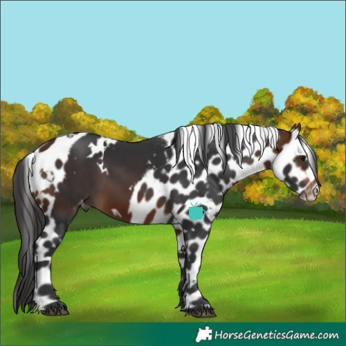 Horse Color:White Spotted Bay Skewed LP Spotted 