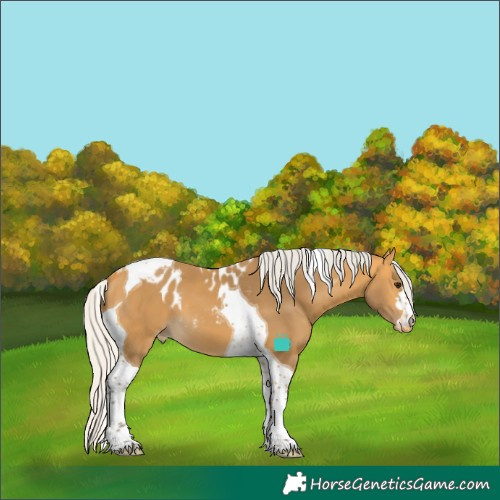 Horse Color:Silver Buckskin Tobiano Skewed LP Spotted 