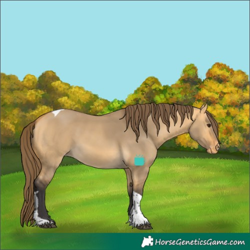Horse Color:Buckskin Dun Tobiano Skewed LP Spotted 
